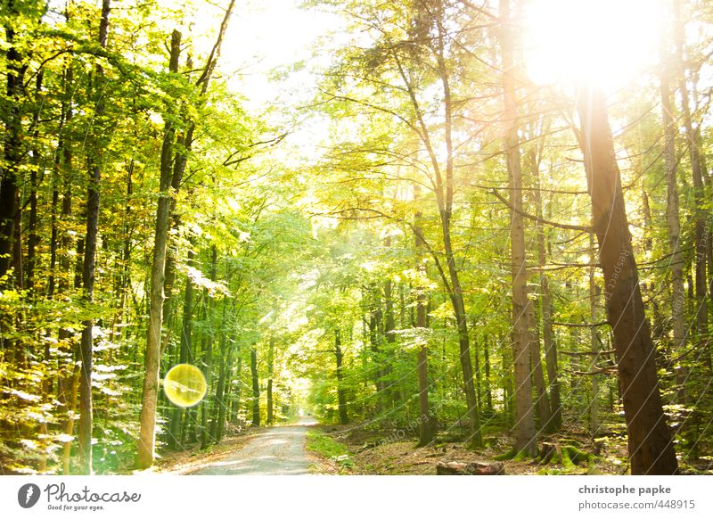 Märchenwald Pflanze Sonne Sonnenlicht Sommer Schönes Wetter Baum Wald hell Wachstum Wege & Pfade Photosynthese Farbfoto Außenaufnahme Menschenleer Tag