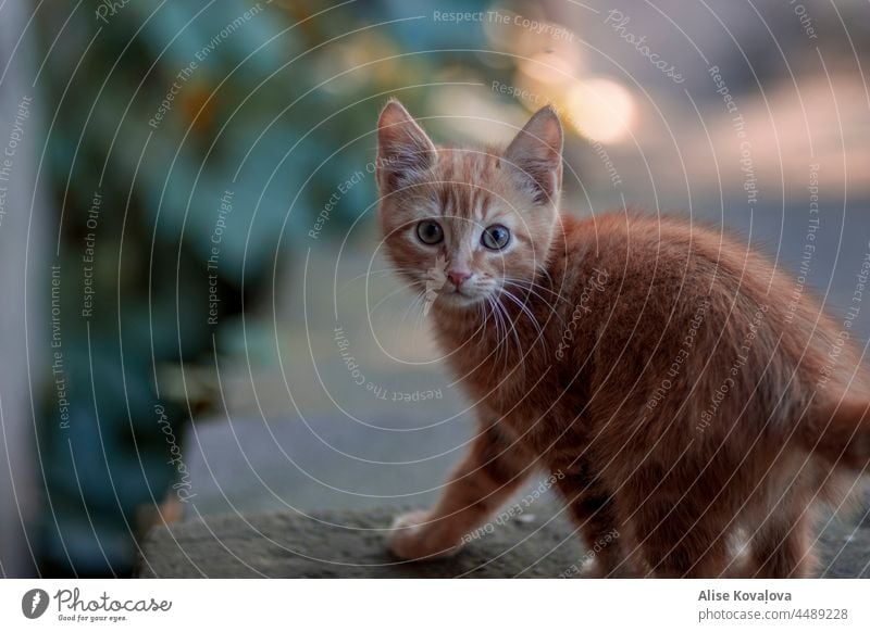 aufgeschreckte Katze Tier Haustier Tierporträt Hauskatze Blick Katzenauge Säugetier Blick in die Kamera beobachten Katzenkopf Auge Farbfoto Tiergesicht