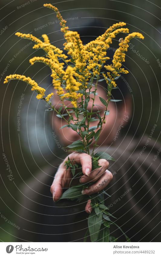 Halten der Kanadischen Goldrute Kanadische Goldrute Pflanze Wiese Wildpflanze Unkraut Natur Hand Hand mit Tattoos Lange Nägel vorliegend Pflanzen und Blumen