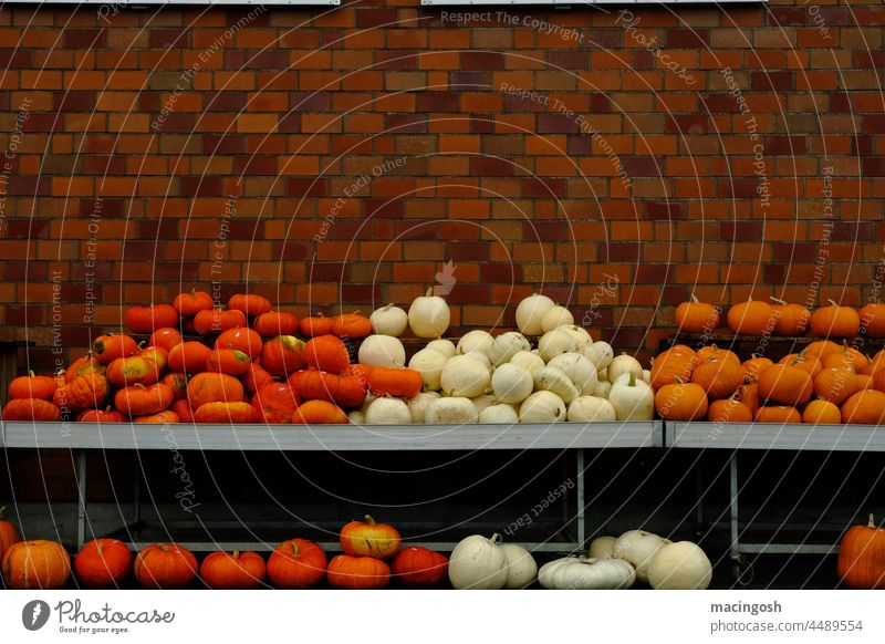 Verkaufsstand für Kürbisse vor Ziegelmauer rot braun weiß orange Kürbiszeit Herbst Halloween Gemüse Lebensmittel Farbfoto Bioprodukte Vegetarische Ernährung