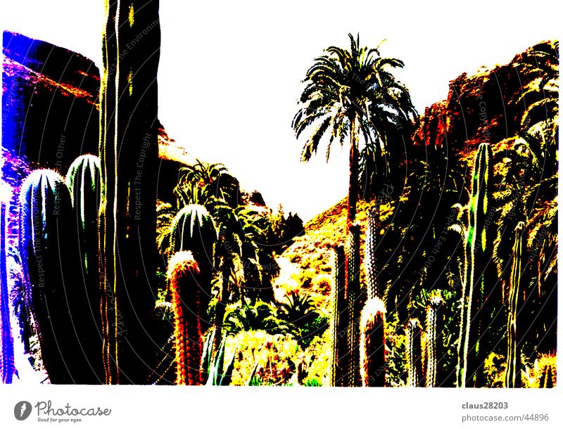 Gran Canaria Kaktus Kanaren Licht Berge u. Gebirge Sonne Farbe