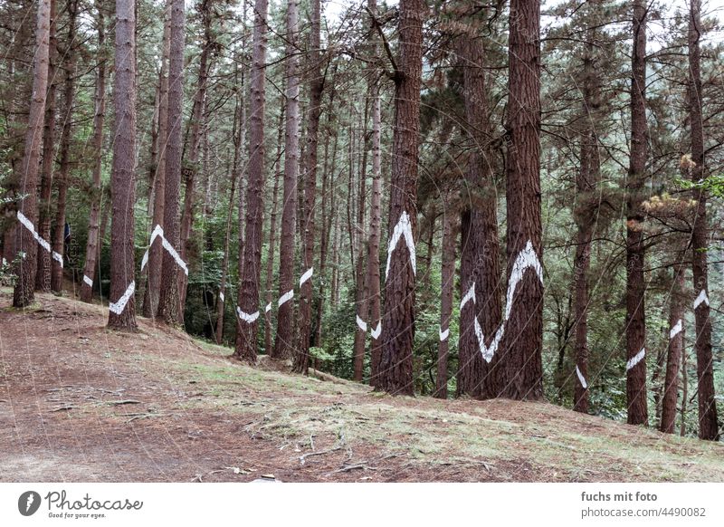 Kunstwerk im Wald Weiß Linie Bäume Natur weiß Außenaufnahme Kunstinstallation Optik POV Baum Menschenleer Landschaft Frost