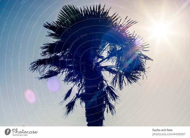Palme im Gegenlicht lensflare Sonnenlicht Sommer Farbfoto Schönes Wetter Himmel Ferien & Urlaub & Reisen Sommerurlaub Pflanze Baum Menschenleer Palmenwedel
