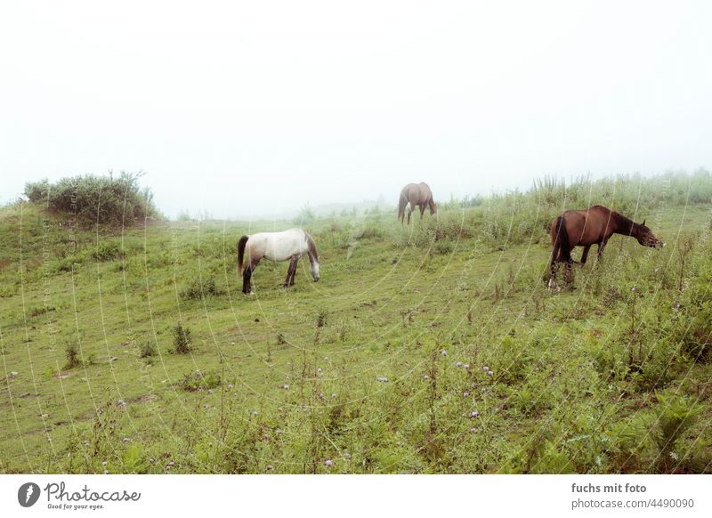 Pferde im Nebel, grasende Pferde Weide Schimmel Gras Natur Landschaft Außenaufnahme Tier Feld Fressen Farbfoto grün braun Umwelt Tag Wiese Büsche