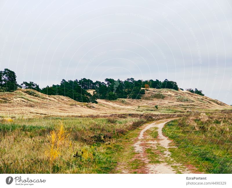 Weg zur Binnendüne Düne Wege & Pfade Natur Gras Heide Sand Bäume Hügel erhebung Erholung Umwelt Ruhe Himmel grün Spaziergang Landschaft