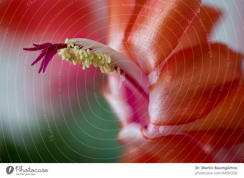 Weihnachtskaktus:  Blüte einer Schlumbergera, Nahaufnahme Kaktusblüte blühen Gliederkaktus Hybride Pflanze Stempel Narbe Staubgefäße Epiphyt Aufsitzerpflanze