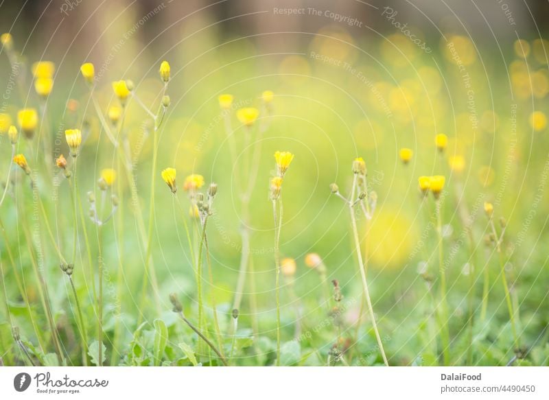 Teepflanzen mit Sonnenstrahlen abstrakt Hintergrund schön Unschärfe verschwommen Bokeh Gänseblümchen Tag Umwelt Feld Blume frisch Garten Gras grün Landschaft