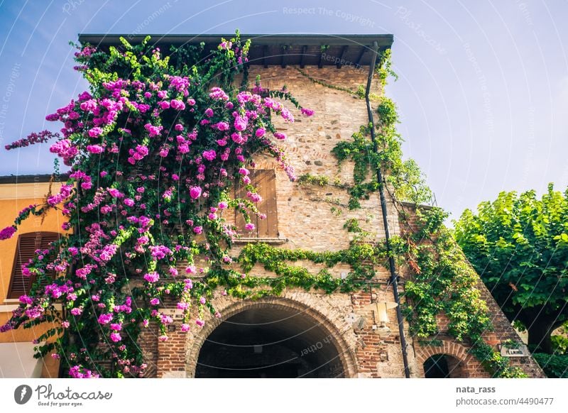 Erstaunliche Bouganvilea-Blüten an einer Wand eines antiken Hauses in Sirmione am Gardasee Antiquität Flora Außenseite Fassade Stadt See Blütezeit