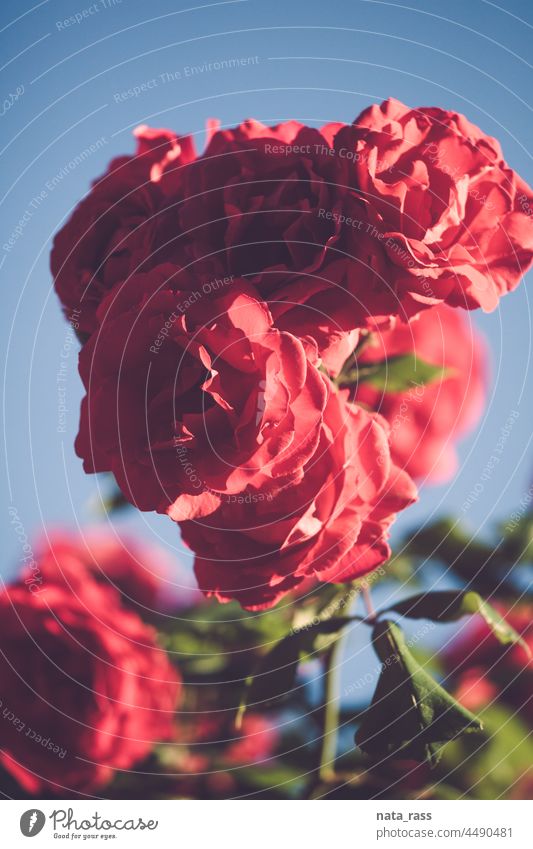 Rote Rosen in verblasstem Vintage-Retro-Teno Überstrahlung Rosenstrauch Aroma duftig im Freien Flora altehrwürdig Valentinsgruß rot Park Natur Garten Farbe