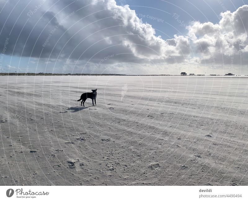 Hund alleine am weiten Strand von St. Peter Ording St. Peter-Ording Sandstrand Wolkenhimmel Einsam Herbst Himmel sonnig sonniges Wetter sonniger Herbsttag