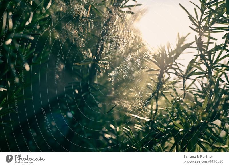 Spinnennetz in einem Rosmarin im Gegenlicht spinnen Gespinste Garten Naturgarten Kräuter vernetzt