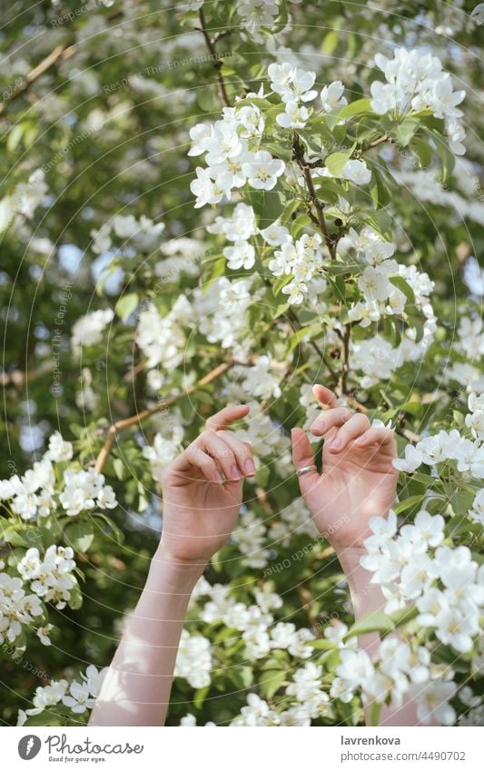 Weibliche Hände erhoben vor einem blühenden Baum Frau Mädchen Blumen Wald Natur im Freien Überstrahlung Erholung Wälder außerhalb in der Luft Glück Waffen