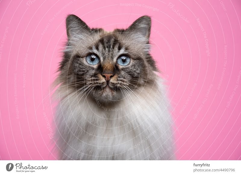 flauschige Birma Katze mit blauen Augen Porträt auf rosa Hintergrund fluffig Fell katzenhaft Langhaarige Katze birmanische Katze seal tabby point beige