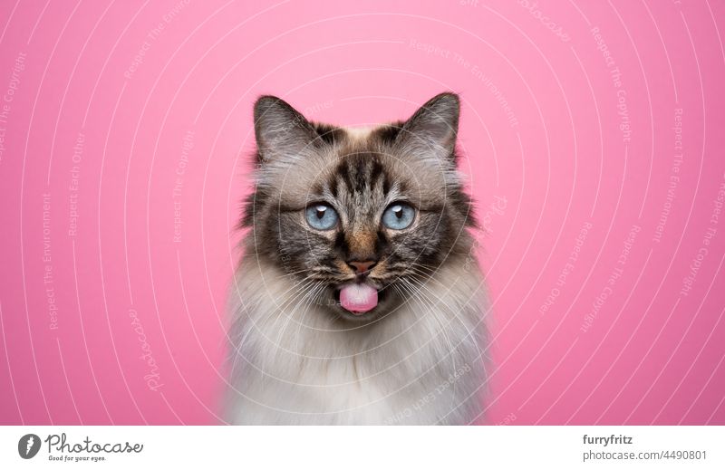 süße Birma-Katze streckt die Zunge heraus und schaut in die Kamera auf rosa Hintergrund fluffig Fell katzenhaft Langhaarige Katze birmanische Katze