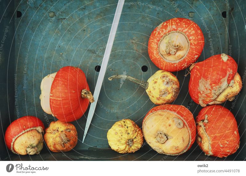 Herbstliche Diät Kürbisse Draufsicht Gemüse Lebensmittel Saison Stillleben Ordnung orange gelb Kürbisgewächse Bioprodukte Dekoration & Verzierung rot Kürbiszeit