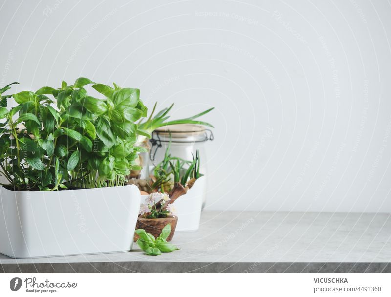 Küchenkräuter in weißem Topf auf Tisch und Mörser und Stößel an weißer Wand Hintergrund. Frische grüne Basilikumpflanze. Vorderansicht mit Kopierraum.