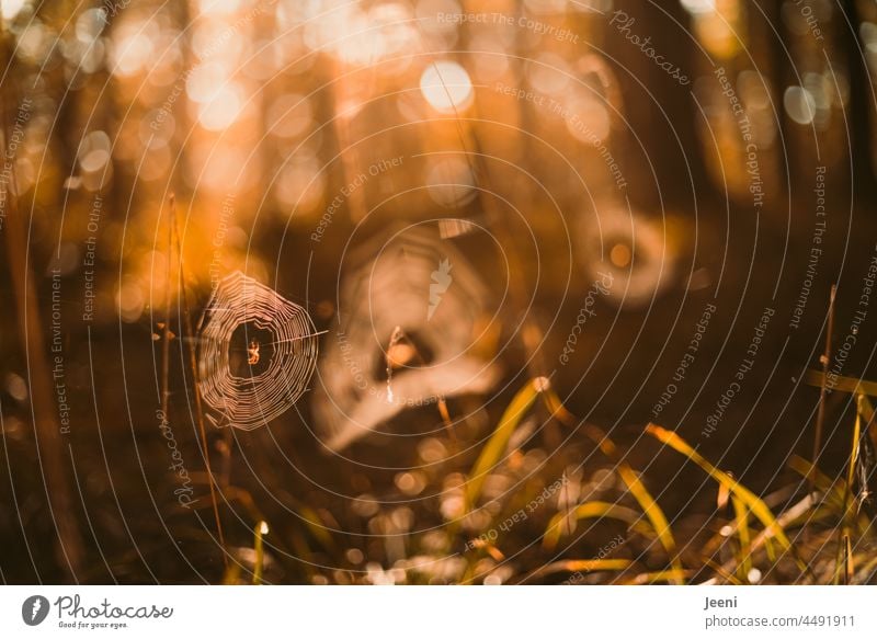 Spinnenweben im Herbstwald spinnenweben Spinnennetz Spinnennetze Wald Waldboden herbstlich Herbstfärbung Herbstfarben Licht Gegenlicht Sonnenlicht braun Natur