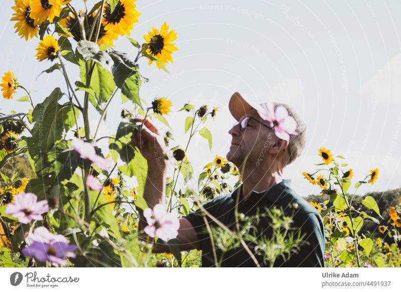 UT Teufelsmoor 2021 - Gärtner Inspektion Mensch Mann Außenaufnahme Erwachsene Sonnenblumen Sonnenblumenfeld Blumen pflücken Blüten natürlich Unschärfe Natur