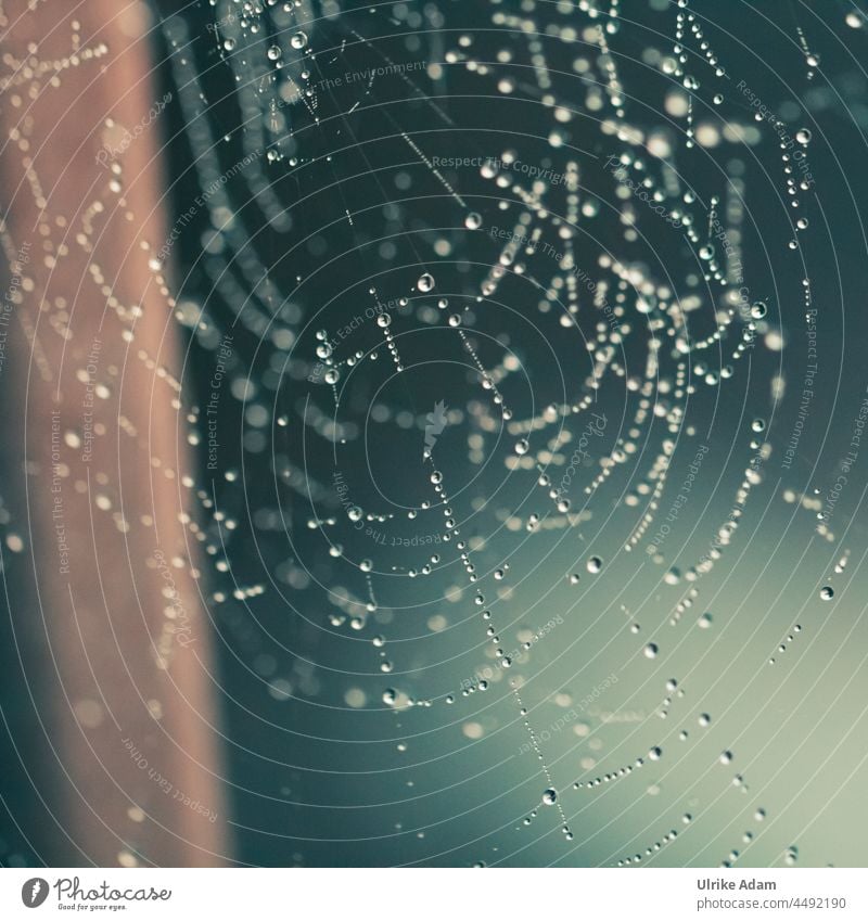 UT Teufelsmoor | Spinnennetz mit Tropfen Morgentau Sonnenaufgang Licht Natur natürlich Nahaufnahme Makroaufnahme Wassertropfen Tau Farbfoto Netz Tautropfen