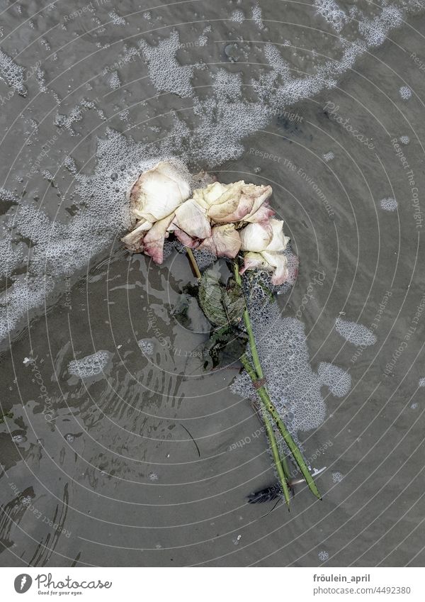 Farewell - Rosen zum Abschied Trauer Vergänglichkeit Wasser seebestattung letzter gruss Wellenlinie Blumen Beerdigung Traurigkeit Meer