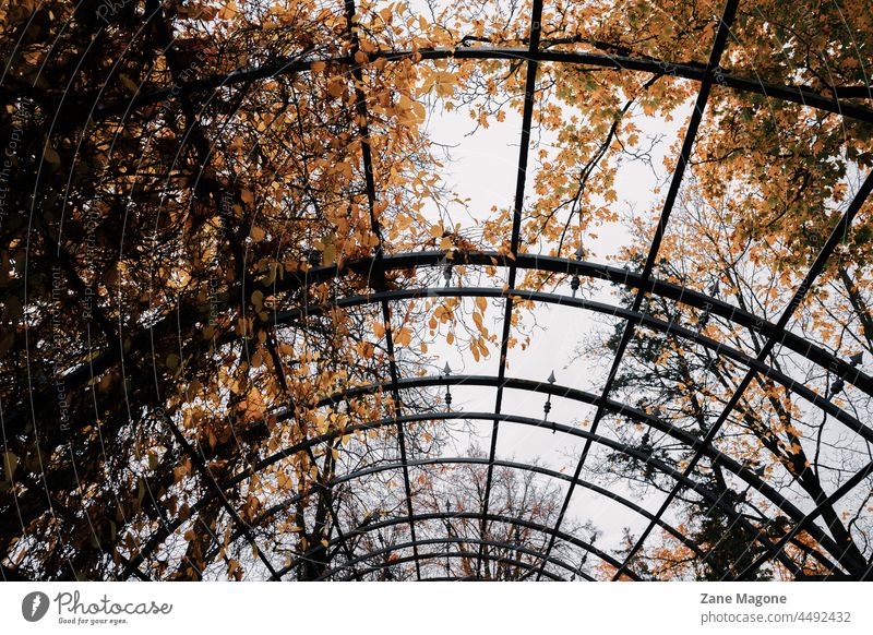 Stimmungsvoller Metallbogen mit Herbstbäumen und grauem Himmel Bogen Stacheln stimmungsvoller Herbst Zimmerdecke Gefängnis Einschränkung Einschränkungen