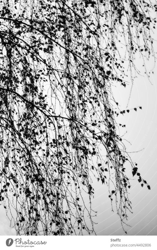 Novembergrau|und schwarze Spitze| eine Birke im neuen Kleid Birkenzweige Novemberblues Novembermelancholie traurig trist Novembervibes Novemberstimmung
