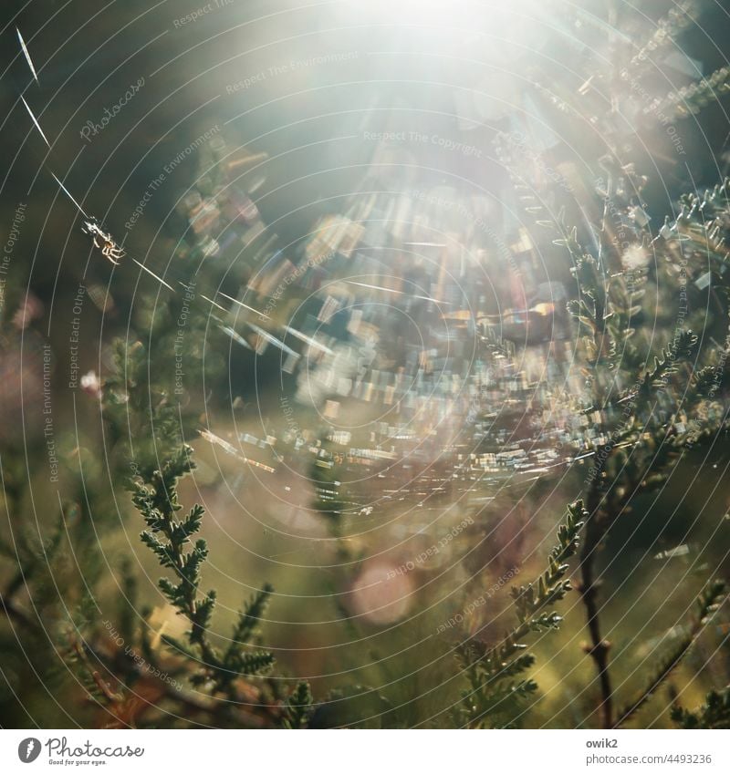 Die spinnt Spinngewebe Sonnenlicht Außenaufnahme hängen Sträucher Wald geheimnisvoll Wildtier fleißig glänzend spinnen Landschaft Natur Herbst leuchten Bewegung
