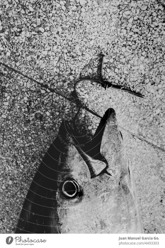 Fangfrischer Thunfisch und ausgestellt auf dem Fischmarkt Triumph Stolz Verzweiflung Ende Schmerz kämpfen Tod Errungenschaft Gewerbe Starrer Blick Opfer Trophäe