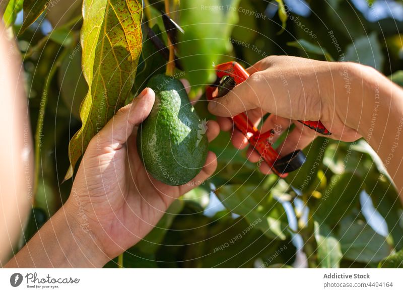 Unbekannter Gärtner schneidet Avocado vom Ast geschnitten Beschneidung Scheren Werkzeug Ernte Garten kultivieren Baum Person organisch Instrument Blatt Frucht
