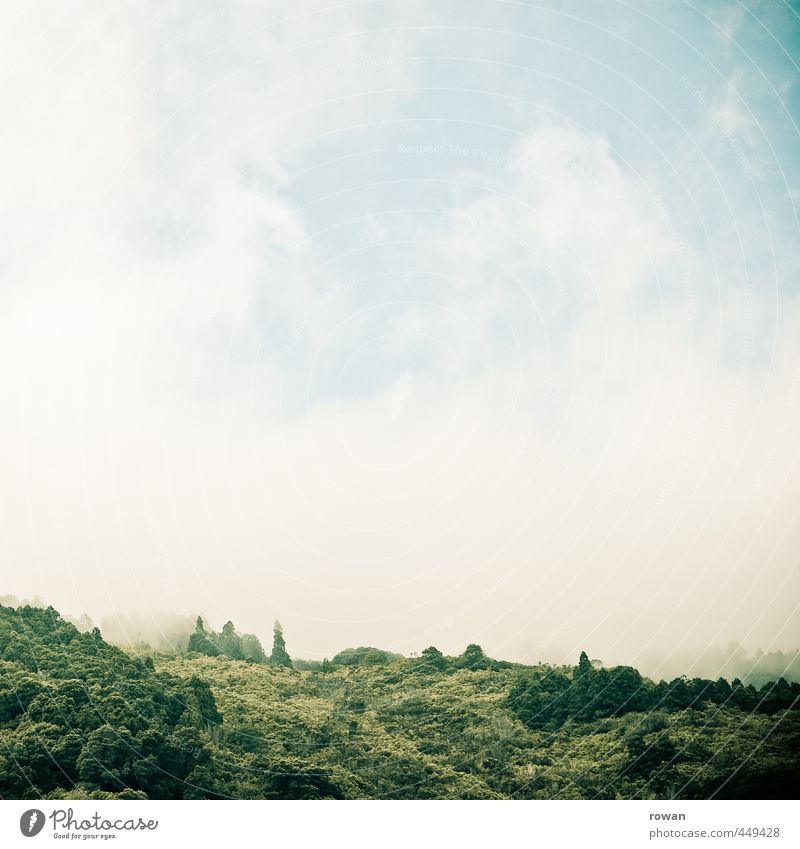 landschaft Umwelt Natur Landschaft Pflanze Feld Wald Hügel grün Nebel Nebelschleier Dunst geheimnisvoll Farbfoto Außenaufnahme Menschenleer Textfreiraum links