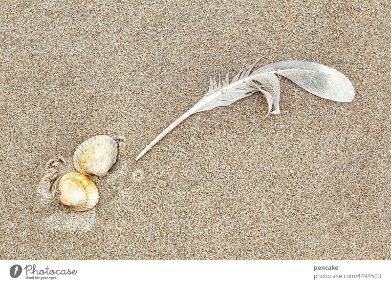 ausgelaugt | und ausgewaschen Feder Muschel Sand Meer Salz liegen ausgelauft Strand Nordsee Ferien & Urlaub & Reisen Wasser Erholung Sommer Küste