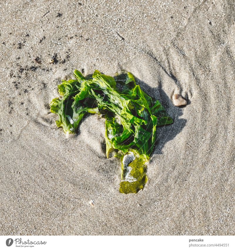 greenpiece Sand Strand Alge Stück grün liegen angeschwemmt Meer Nordsee Küste sonnig Strandgut Umwelt Nahrung Leben gesund bio Wasser greenpeace Wortspiel