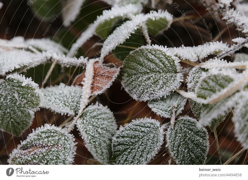 Blätter der wilden Brombeere mit Eiskristallen des Raureif besetzt Winter Frost kalt Natur Winterzeit Außenaufnahme Winterstimmung Wintertag Reif Eisblume