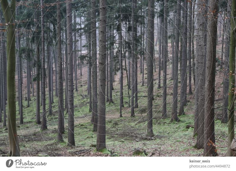Monokultur von Tannen im Nadelwald Wald Menschenleer Baumstämme Außenaufnahme Natur Forstwirtschaft Landschaft Farbfoto Holz Pflanze Nadelbaum Klima