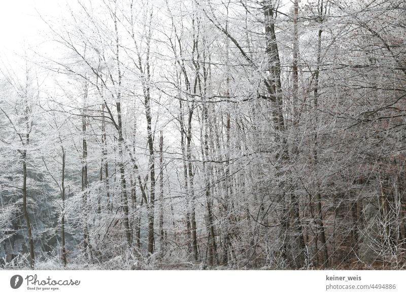 Der Wald so weiß von Nebel und Frost Winter Winterwald kalt Raureif Winterlandschaft Baum Natur Winterzeit Außenaufnahme Landschaft Winterstimmung Wintertag
