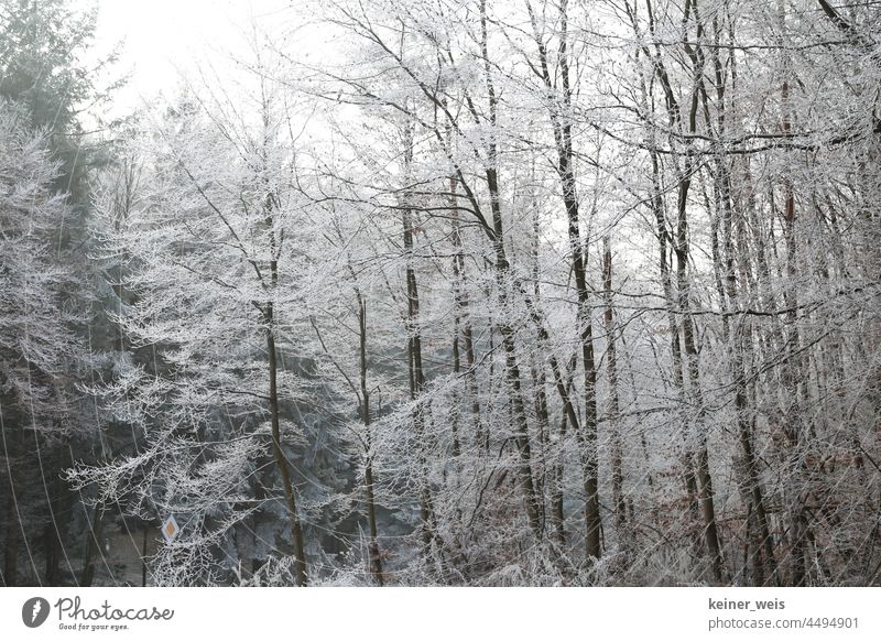 Winterwald mit Raureif Wald kalt Winterlandschaft Baum Natur Winterzeit Außenaufnahme Landschaft Winterstimmung Wintertag Frost Reif Feuchtigkeit Menschenleer