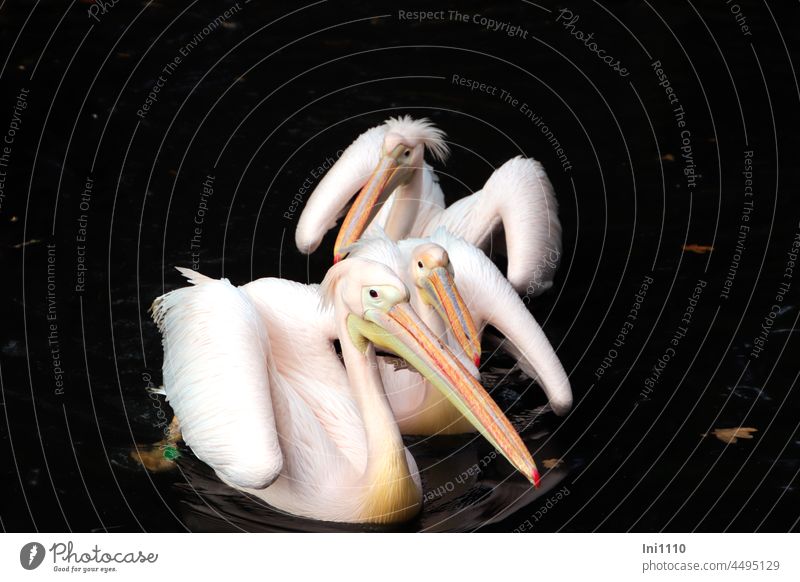 drei Rosapelikane Vogel Wasservogel Teich schwimmen Gruppe Pelikan Pelecanus onocrotalus Tiergesichter großer Schnabel bunter Schnabel Augen Flügel lüften