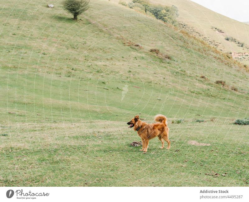 Hund auf grasbewachsener Wiese in der Natur Tier Feld Berghang Landschaft Eckzahn Haustier Lebensraum Bargeld Fauna Kreatur Gras gehorsam Sommer grün Fussel