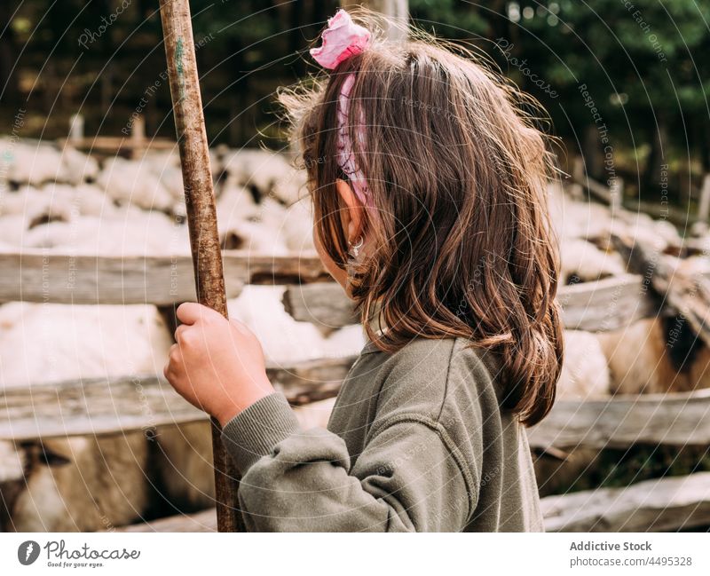 Entzückendes Kind spielt auf einem Bauernhof in der Nähe eines Geheges mit Schafen Mädchen spielen kleben Zaun Herde Landschaft Baum ländlich Kindheit Weide