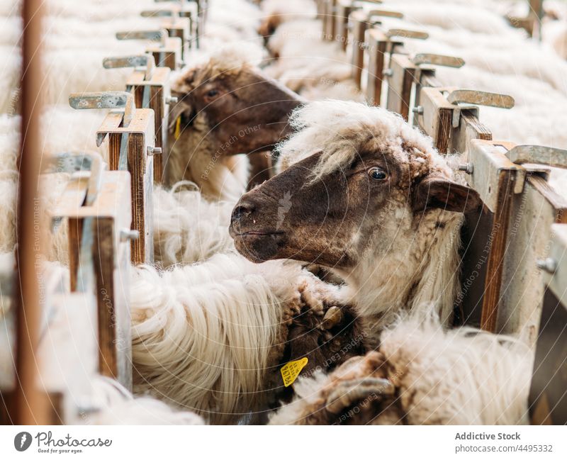 Schafherde, die auf die Markierung der Wolle wartet, bei der Fütterung auf dem Bauernhof Futter Tier Säugetier Viehbestand Zuführung Landschaft Schwarm Lamm