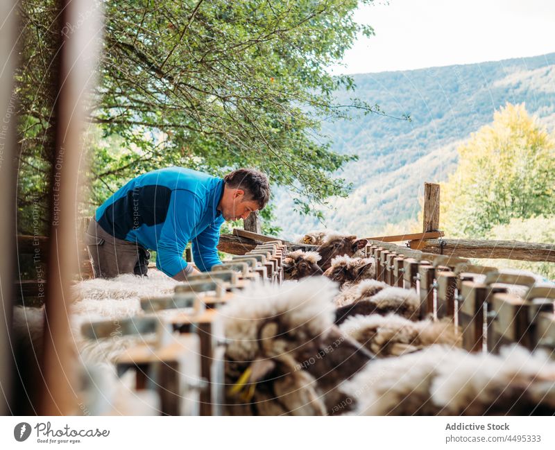 Junger Mann beim Impfen einer Schafherde auf einem Bauernhof Impfstoff Landwirt Veterinär Landschaft Tier Säugetier Viehbestand Konzentration Gehege Tierarzt