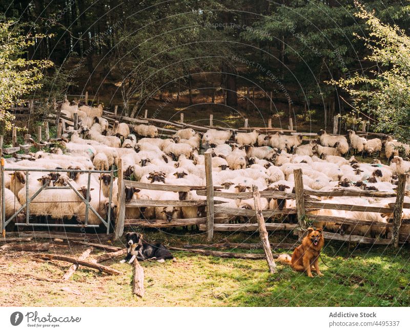 Hunde sitzen in der Nähe einer Schafherde, die in einem Gehege auf einem Bauernhof steht Herde Tier bewachen Säugetier Landschaft Natur Zaun Viehbestand Schäfer