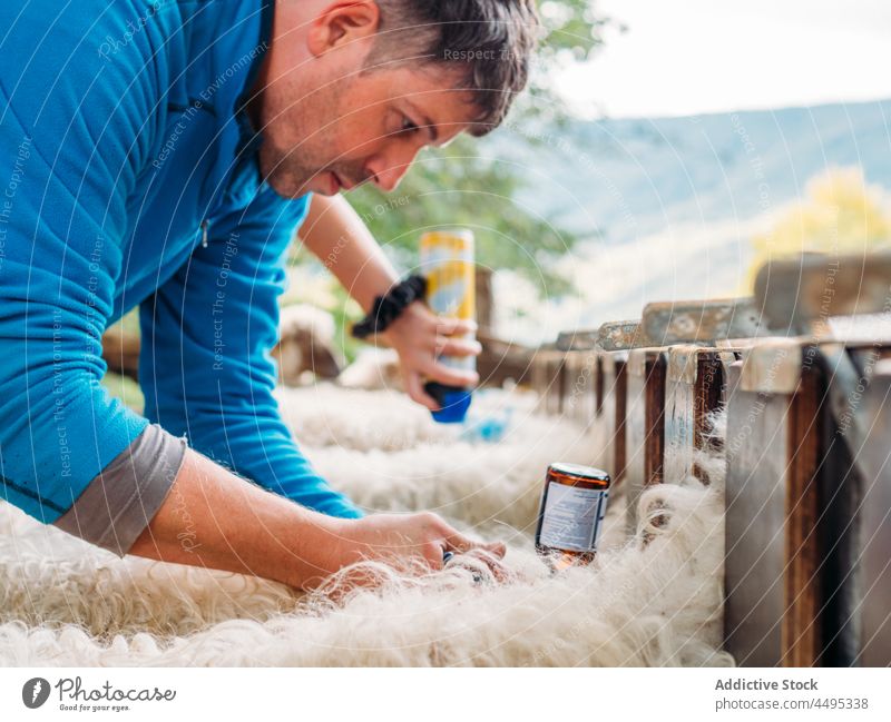 Junger Mann beim Impfen einer Schafherde auf einem Bauernhof Impfstoff Landwirt Veterinär Landschaft Tier Säugetier Viehbestand Konzentration Gehege Tierarzt
