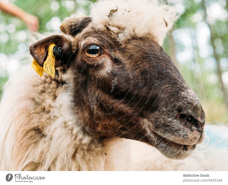 Aufmerksames Schaf mit Ohrmarke, das in der Natur wegschaut Tier Säugetier Pflanzenfresser Landschaft Viehbestand Maul Wolle Windstille Fauna Tag friedlich