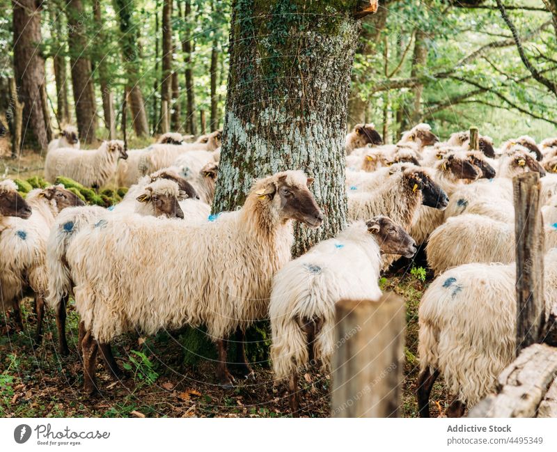 Schafherde auf der Weide im grünen Wald im Sonnenlicht Tier Viehbestand Landschaft Wolle Säugetier Lebensraum Natur Schwarm Fussel Fauna Lamm Baum Kreatur