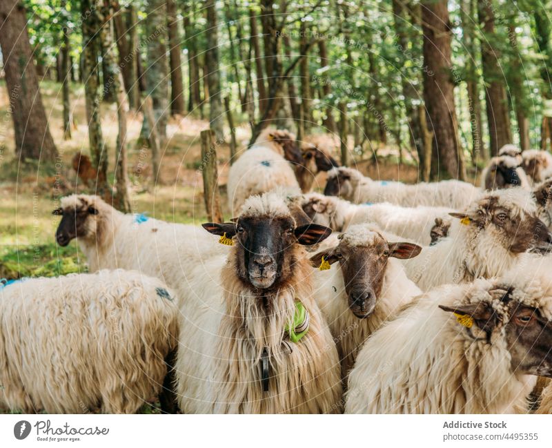 Schafherde auf der Weide im grünen Wald im Sonnenlicht Tier Viehbestand Landschaft Wolle Säugetier Lebensraum Natur Schwarm Fussel Fauna Lamm Baum Kreatur