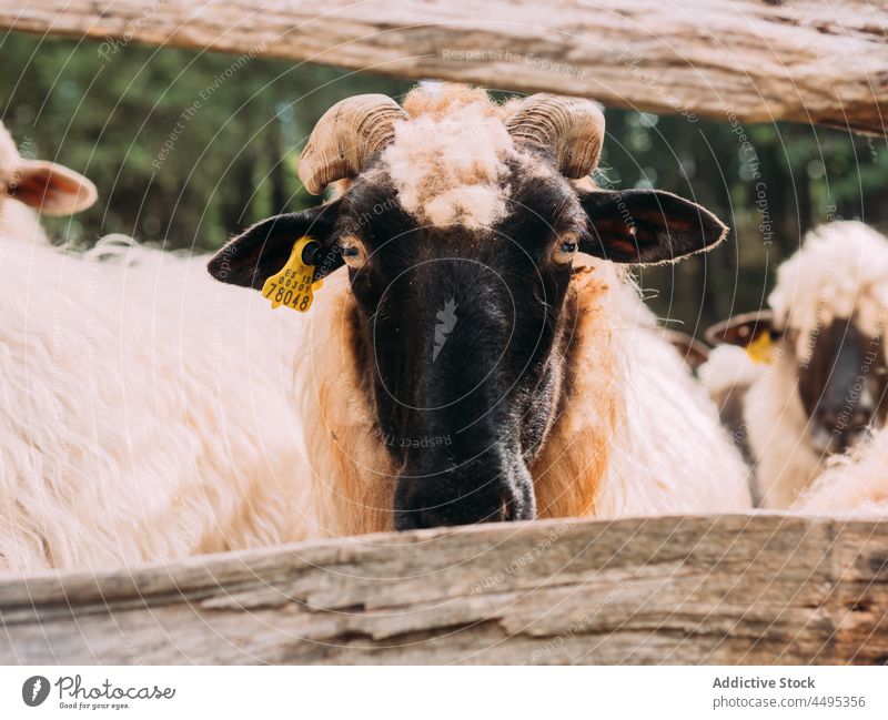 Aufmerksames Schaf mit Ohrmarke, das in der Natur wegschaut Tier Säugetier Pflanzenfresser Landschaft Viehbestand Maul Wolle Windstille Fauna Tag friedlich