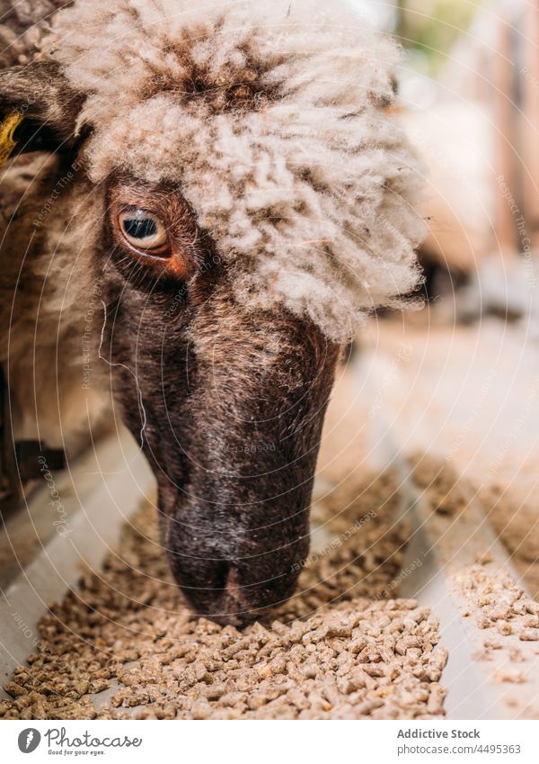 Schafe beim Füttern im Käfig auf dem Bauernhof Futter Zuführung Gehege Tier Säugetier Viehbestand Landschaft Fauna hungrig Lebensmittel Weide Kreatur züchten