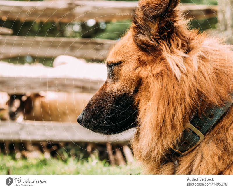 Niedlicher Rassehund in der Nähe des Geheges stehend und wegschauend auf dem Bauernhof baskischer schäferhund Hund Tier Landschaft Haustier bewachen Säugetier