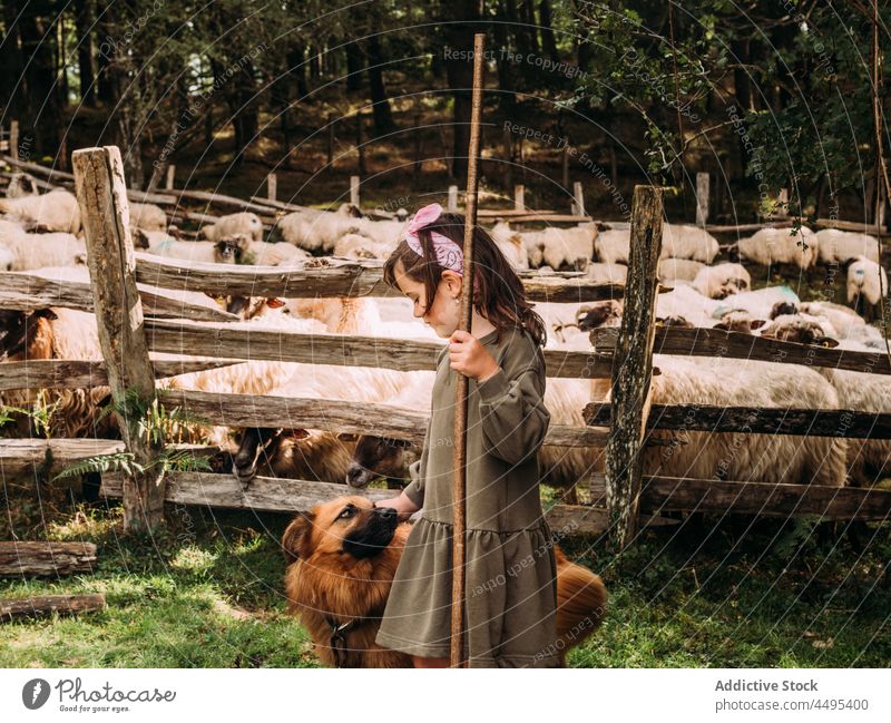 Entzückendes Kind streichelt Rassehund auf einer Schaffarm Streicheln baskischer schäferhund Bauernhof Tier Mädchen Landschaft Hund Haustier Säugetier niedlich